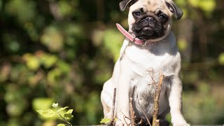 The Benefits of Owning a Pug as a Companion for the Elderly