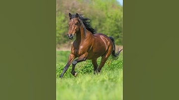 Thumbnail of Brown Horses🐎 #shorts #youtubeshorts #horse