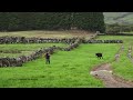 RB - Bringing The Cows Down The Hill - (Trazendo As Vacas Colina Abaixo) - Terceira Island - Azores