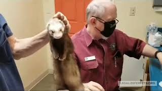 Ferret Deslorelin Implant Day by LegalizeFerrets.org 274 views 3 years ago 1 minute, 19 seconds