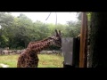 Gerald the Giraffe