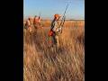 Kansas Pheasant #pheasanthunting #kansas #sublette #hunting