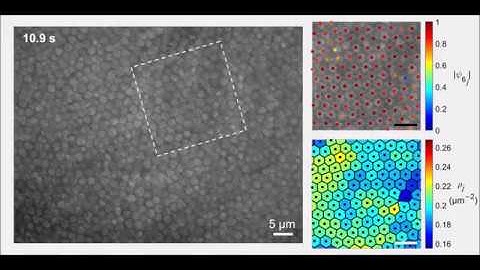 Hierarchical self-assembly of 3D lattices from polydisperse anisometric colloids