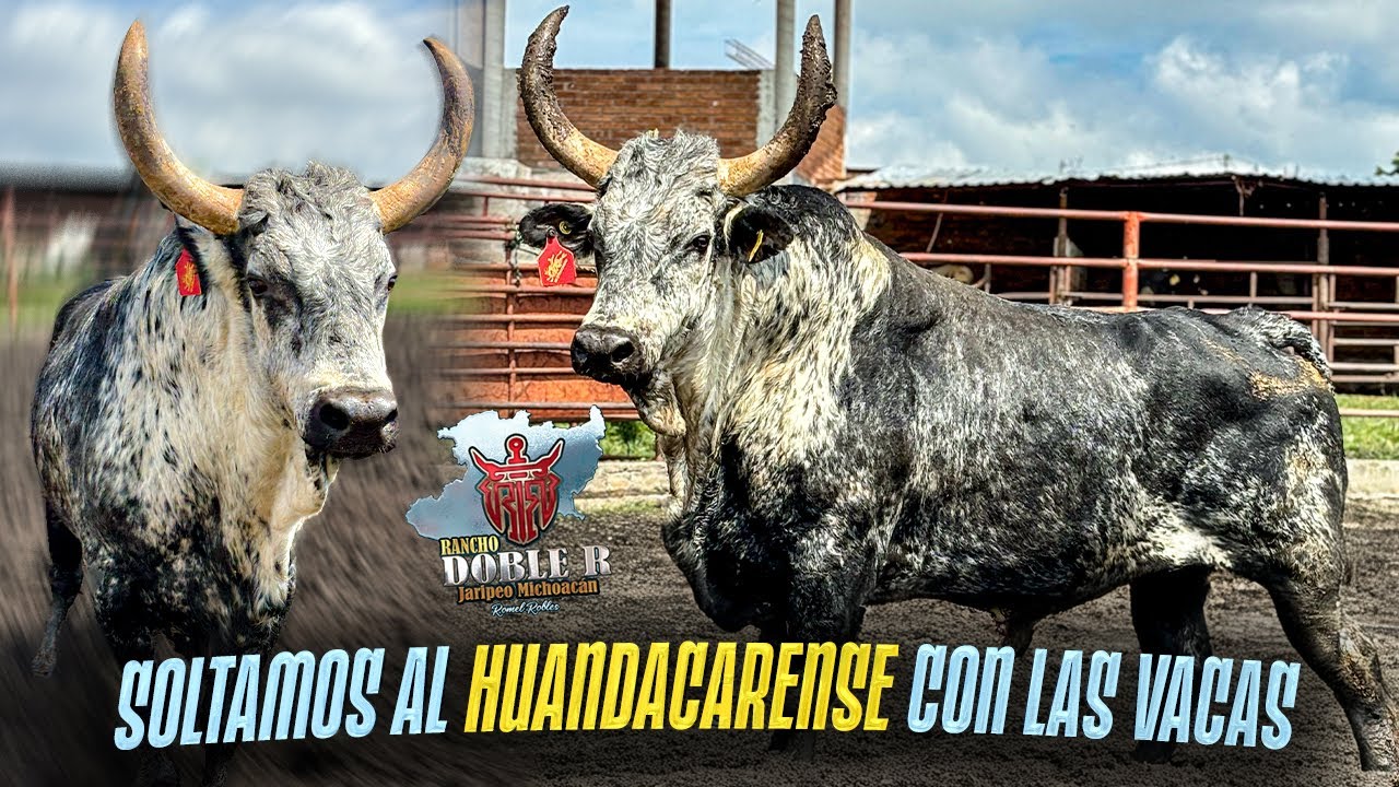 HUANDARENSE COMO SEMENTAL // ASÍ ES COMO SE CREA LA GENÉTICA DE REPARO EN RANCHO DOBLE R