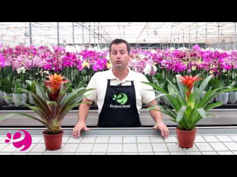 Vídeo: Flor Bilbergia - cuidados em casa, características de rega e reprodução