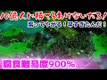 2026年 第043回 10億人のゾンビに勝てるわけないだろ!(They Are Billions)腐食900%腐ってやがる!早すぎたんだ!