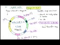 Phagemid Vector for cloning