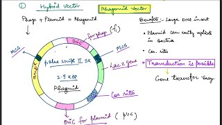 Phagemid Vector for cloning 