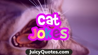 Funny Cat Jokes And Puns 2020 - Clean Jokes For Any Humor