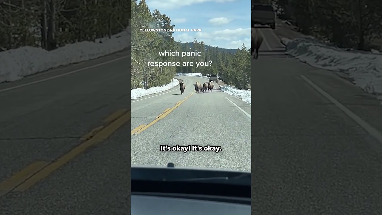 Friends Have Very Different Reactions To Approaching Herd Of Bison Shorts