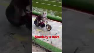 Famous Monkey Bike Ride Racing 🐒 #shorts Monkey Riding Bike #shorts #TrendingWorldwide Net Worth