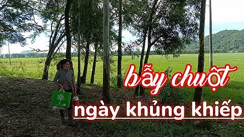 đặt chuột đồng, phát hiện nguyên đàn cống nhum khủng