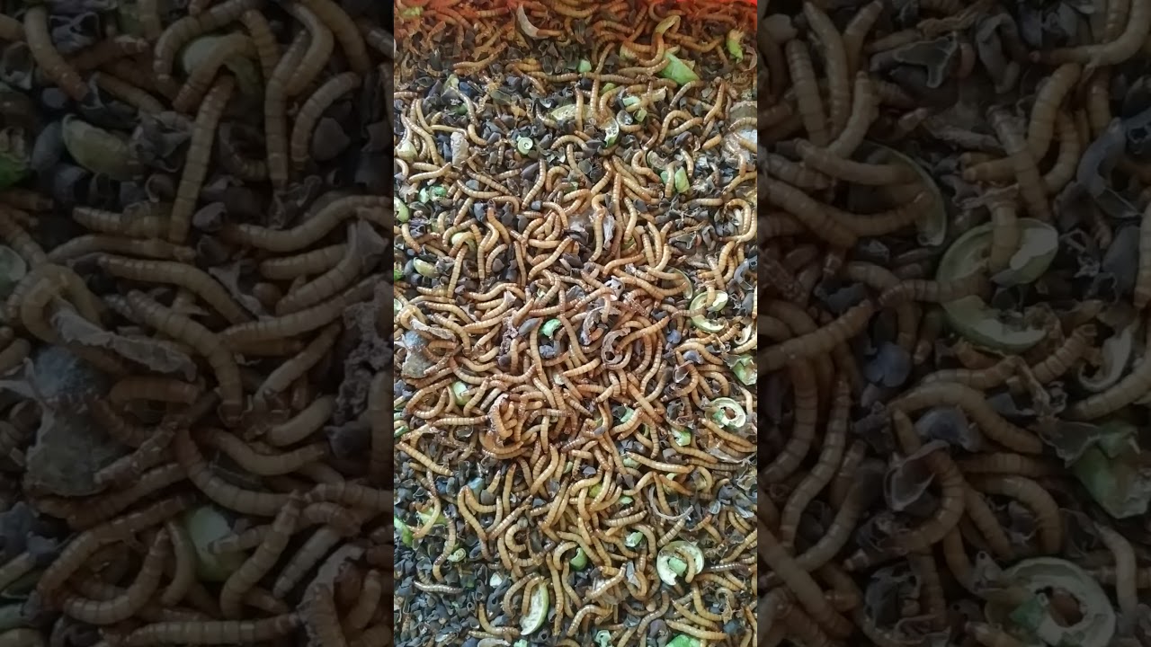 Live Mealworms - YouTube