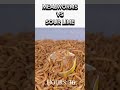 What Happens If You Feed Mealworms a LIME?! 🍋🟩🪱 #shorts #mealworms #insectfeeding