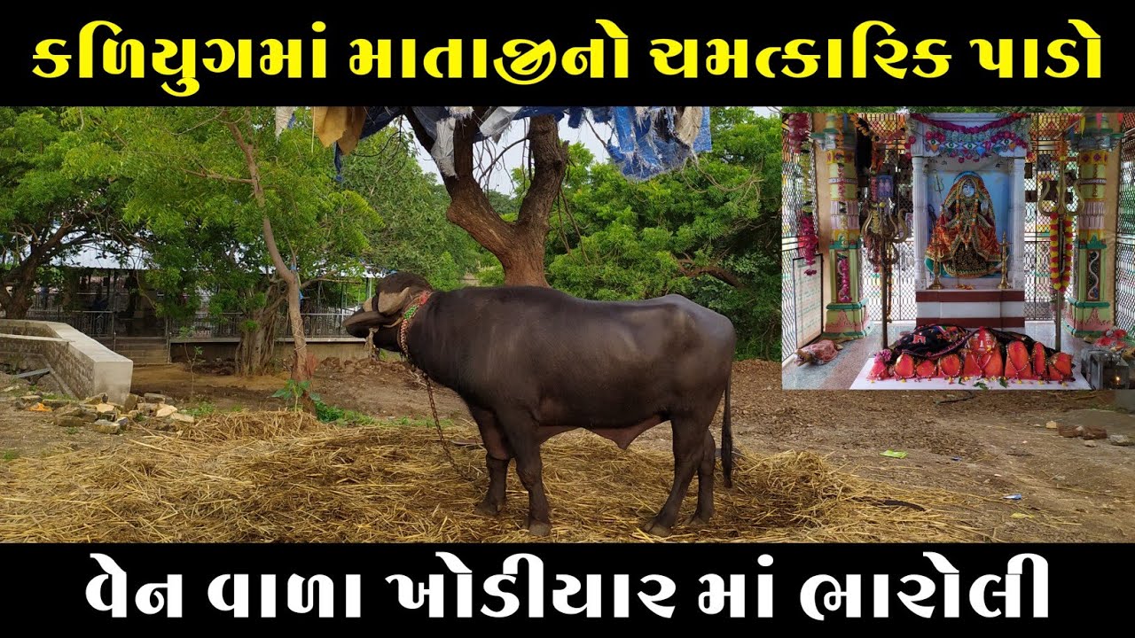 વેન વાળા ખોડીયાર Ven Vala Khodiyar | Bharoli Khodiyar Maa | Travel With Me  @dhavalagravatvlogs