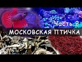 Московская птичка.  Большое путешествие.  Часть 2.  Декор, корма и еще рыбки