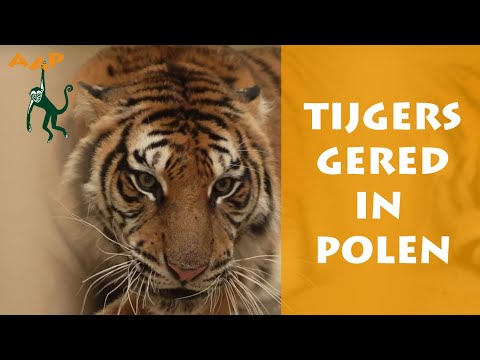 Video: Dierenbescherming in Rusland: stichtingen, staats- en publieke steun. Dierenredding: echte verhalen