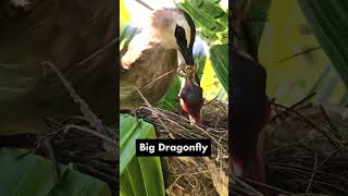 Greedy Baby Birds Can Eat All Oversized Bugs Easily – Bulbul Feeding Many Kind of Insect