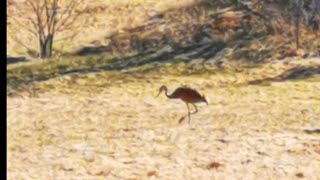 Sandhill crane by WildEdibles 64 views 2 weeks ago 7 minutes, 11 seconds