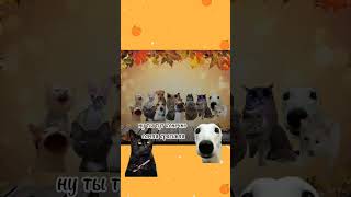 Школьная фотография #catmemes #cat #школа #футаж #мемныекотики #мемасики  #shorts