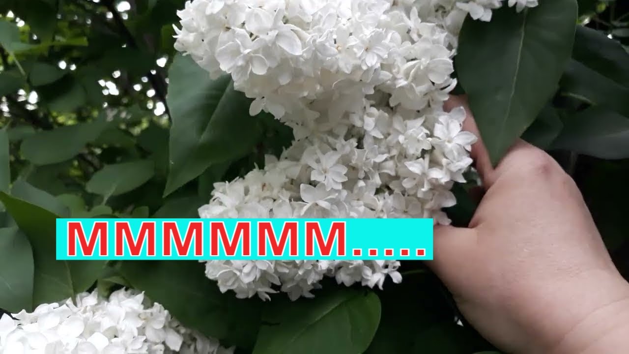 ЭТО ОЧЕНЬ ВКУСНО ПАХНЕТ / БЕЛАЯ СИРЕНЬ / БОЖЕСТВЕННАЯ КРАСОТА ВЕСНОЙ ...