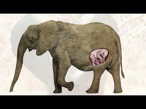 Video: How long do elephants get pregnant and how do they take care of their offspring?