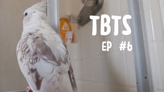 The Birds: The Series Episode 6. The Birdjuring (Inspired by the conjuring 2 music by @Gooseworx)