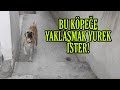 ADAMCIL KÖPEĞİ AÇTIM! ZÜMRÜT İLE DAĞ GEZİSİNE GÖTÜRDÜM!