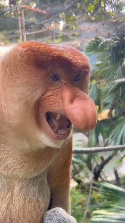 Nasenaffen sind so geile Tiere 😂