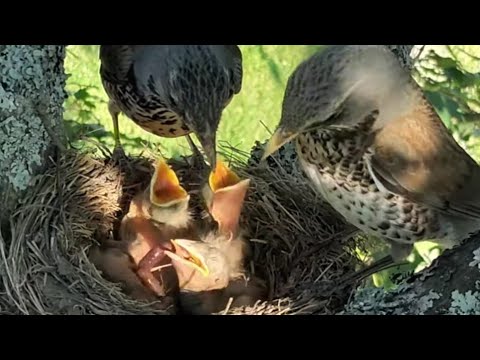 kuşlar yavrularını beslerken. Kuşların dünyası. gizli kamera yerleştirdik ilginç görüntüler