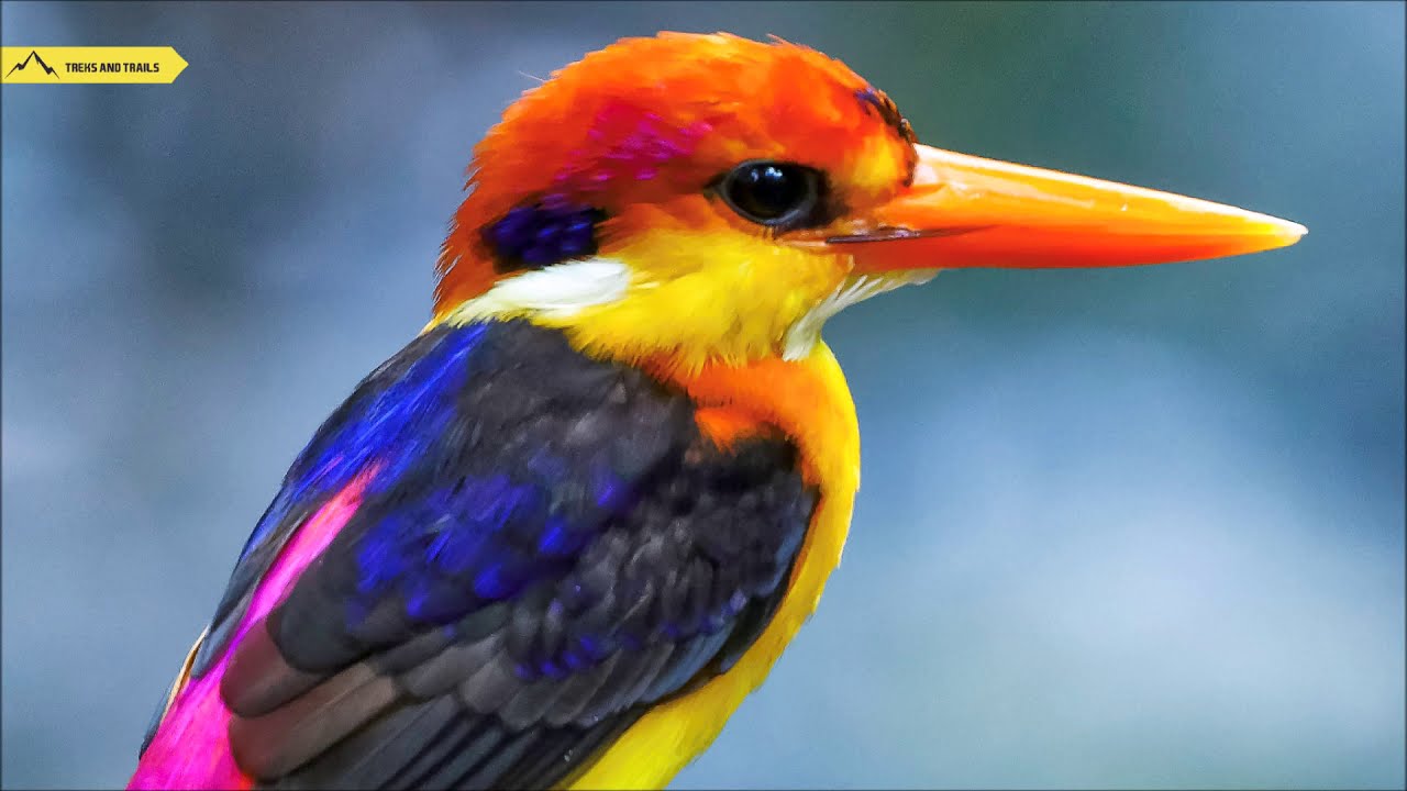 5 Simple ways to protect your pond from kingfisher and other birds