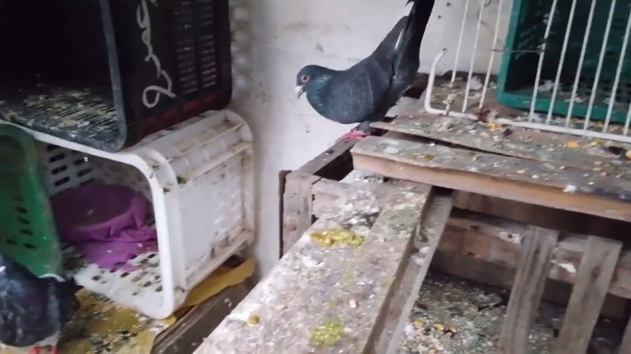 توليعة رمضانية و أمطار الخير مع حمام زاجل وسيفينوس لاتنسو الإشتراك في القناة ليصلك كل جديد 