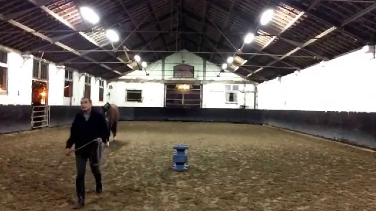 ANIS CAVALIER/AMI DES CHEVAUX