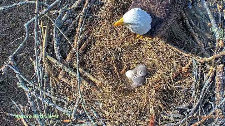 S03#07 #baldeagle | Review mother bird brings food to feed her chicks | bird nest with nature S03