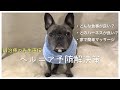 犬のヘルニア症状予防解決策【マッサージ・ハーネス・食事】