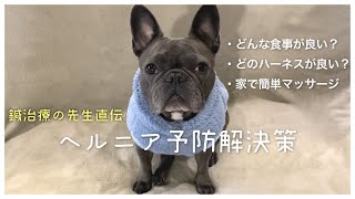犬のヘルニア症状予防解決策【マッサージ・ハーネス・食事】