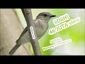 Pikatan Suara Burung Flamboyan Gacor Alcippe Pyrrhoptera Omkicau(.mp3 .mp4) Mp3 - Mp4 Download