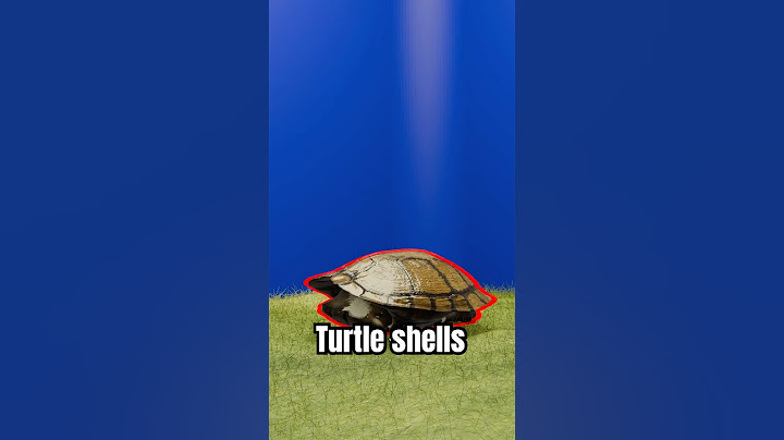 Turtle shells and their hidden secret 😵
