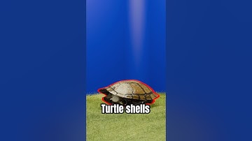 Turtle shells and their hidden secret 😵