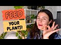 How To Fertilize Indoor Plants for Beginners! | Easy way to FERTILIZE Indoor  Plants!