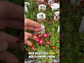 Don’t miss this small plant with big, bright flowers #dhgardencenter #gardeningtips #springgardening