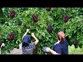 Picking Black Mulberries and Making Natural Juice for Winter