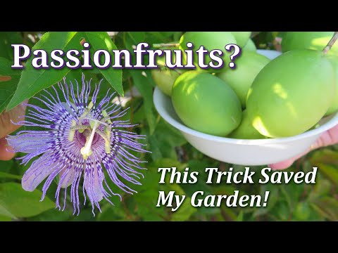 Video: Mengontrol Gulma Passionflower - Cara Mengelola Tanaman Maypop Passionflower