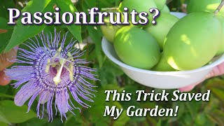 How to Grow, Harvest, Eat & Control: Maypop (Hardy Passionfruit Vine) Passiflora Incarnata -TIPS by AlboPepper - Drought Proof Urban Gardening 40,680 views 8 months ago 6 minutes, 55 seconds