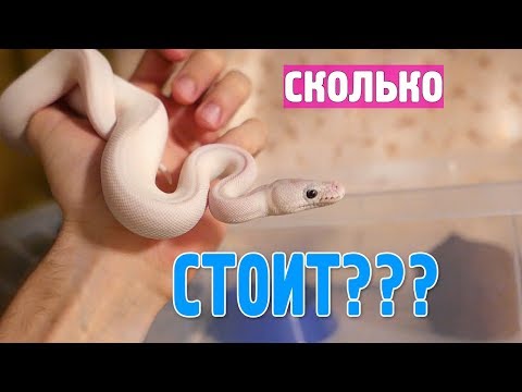 СКОЛЬКО СТОИТ КОРОЛЕВСКИЙ ПИТОН SUPER RUSSO?! КОРМИМ НАШЕГО ЗВЕРЯ!