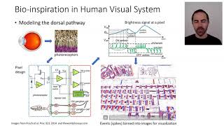 Famous Event cameras: Bio-inspired motivation - the visual pathways Profile