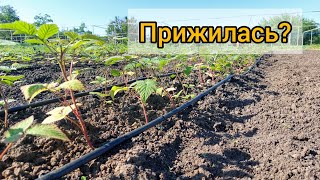 Как прижилась кассетная рассада малины после высадки. Сколько выпада