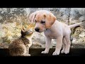 MÚSICA para COMPARTIR  JUEGO con tu CACHORRO y tu FELINO como PROTAGONISTA (1:30´)