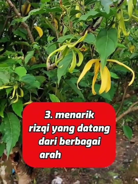 5 KEAJAIBAN MENANAM BUNGA KENANGA DI DEPAN RUMAH                                #reels  #fypシ゚viral