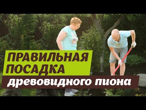 Бейне: Пиондарды қалай дұрыс трансплантациялауға болады? Мұны істеудің ең жақсы уақыты қашан?